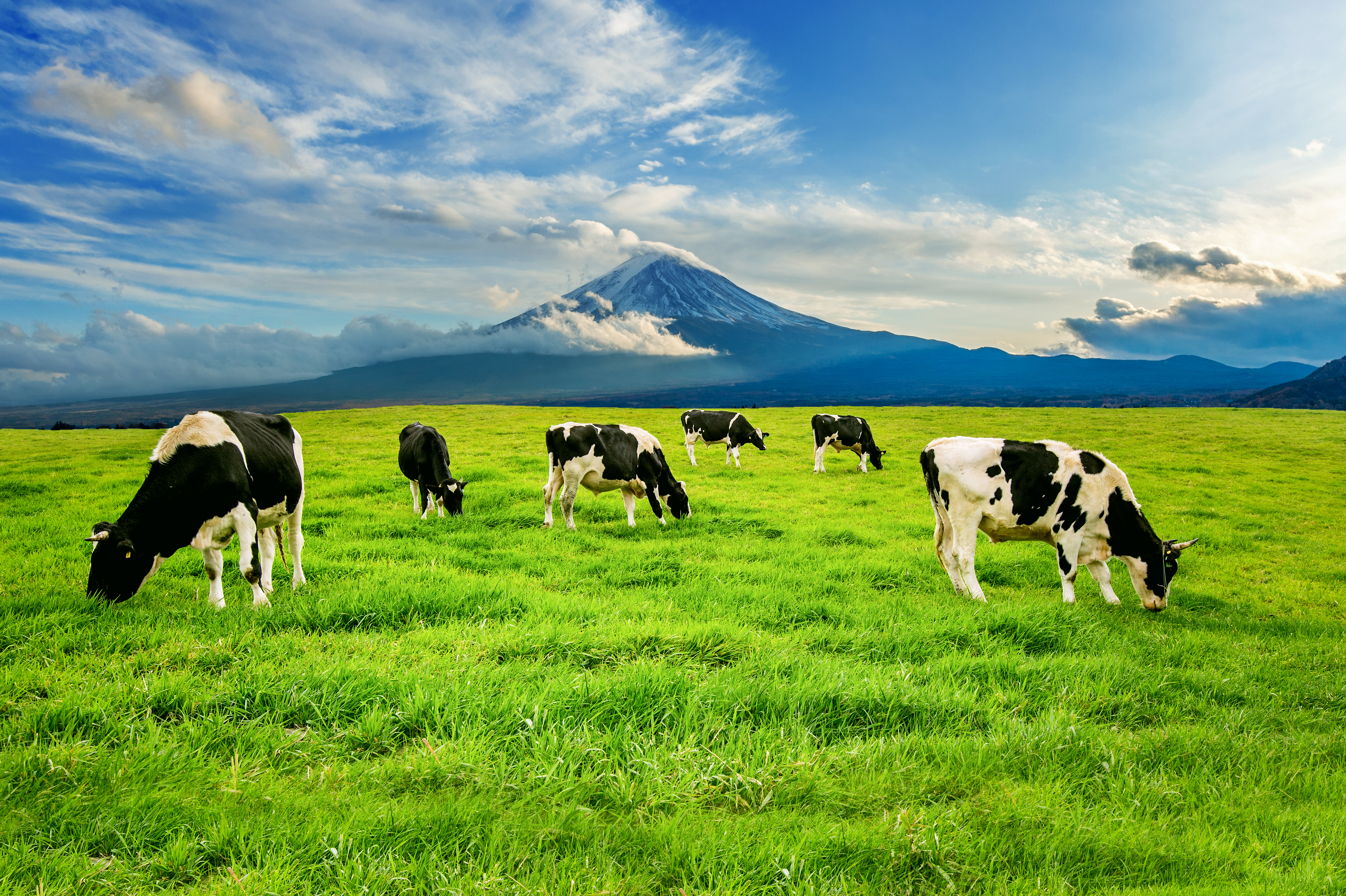 Dairy Industry
